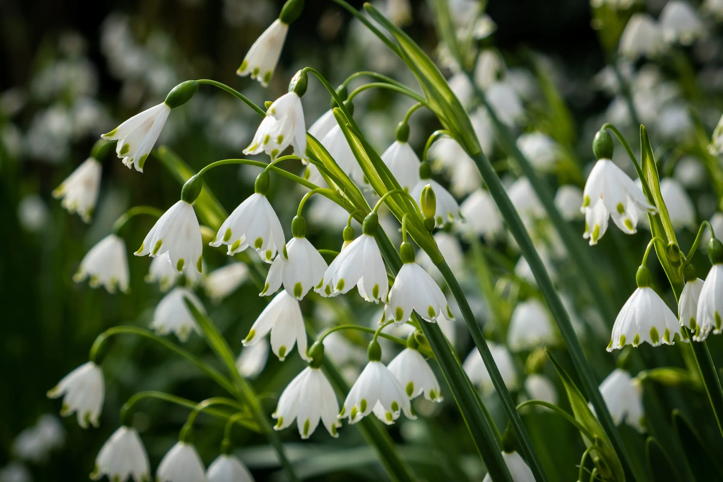 Snow Drops at Dunham Massey
