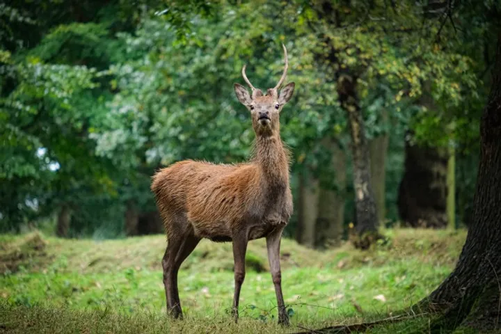 Rutting Deer at Tatton Park