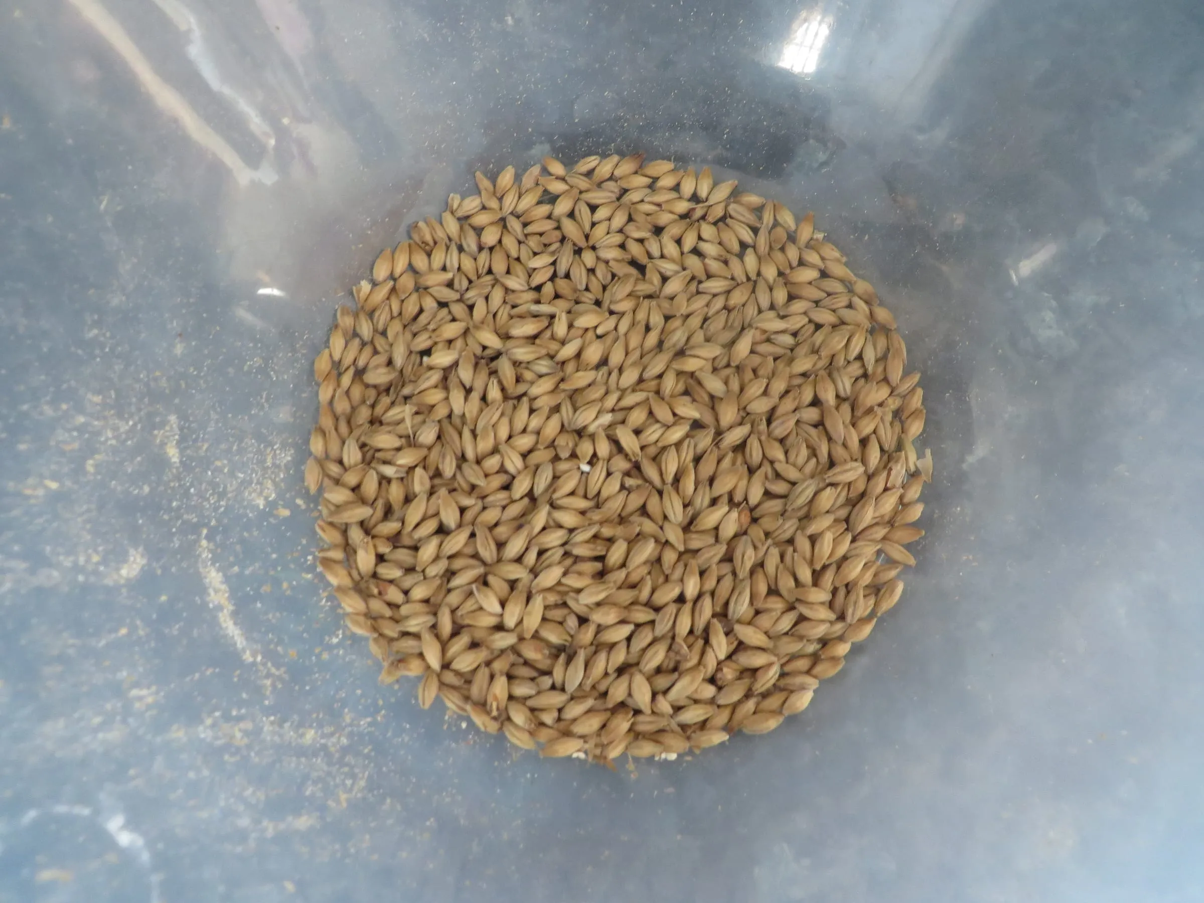 Maris Otter uncrushed grain