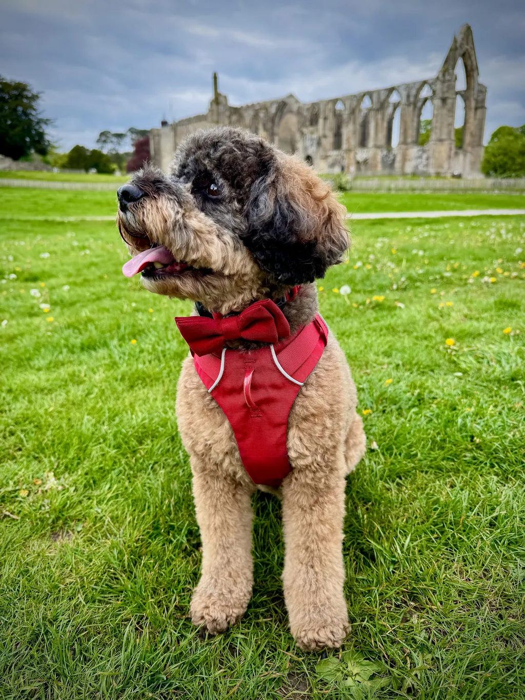 Poppy in her red harness on the green lawn at Bolton Abbey, the ruins rising behind her.