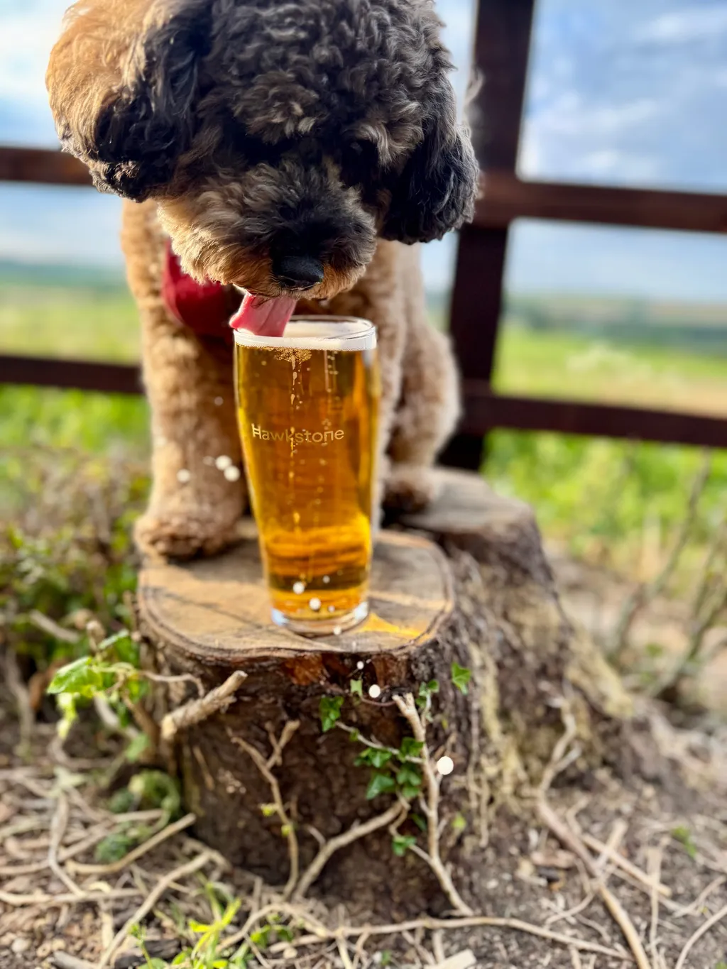 Poppy, a dark curly cockapoo, resting near a Hawkstone pint on a wooden log.