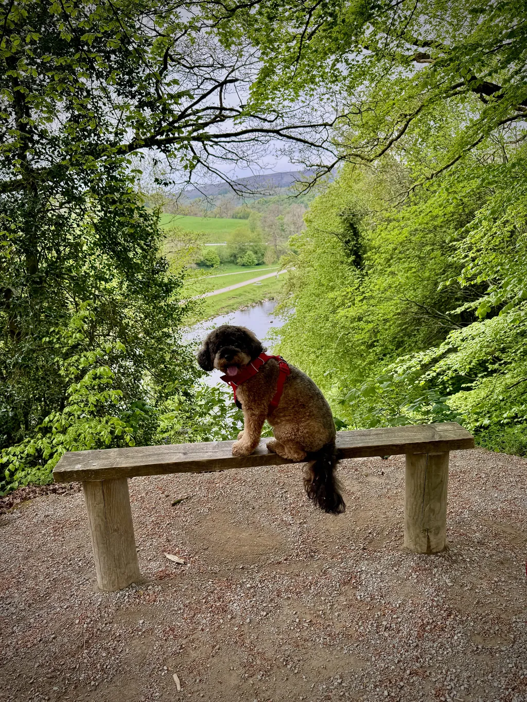Poppy perched on a stone ledge on the circular walk at Bolton Abbey, surveying the landscape.