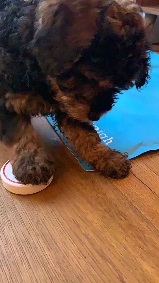 Poppy pressing the button at 9 weeks old.