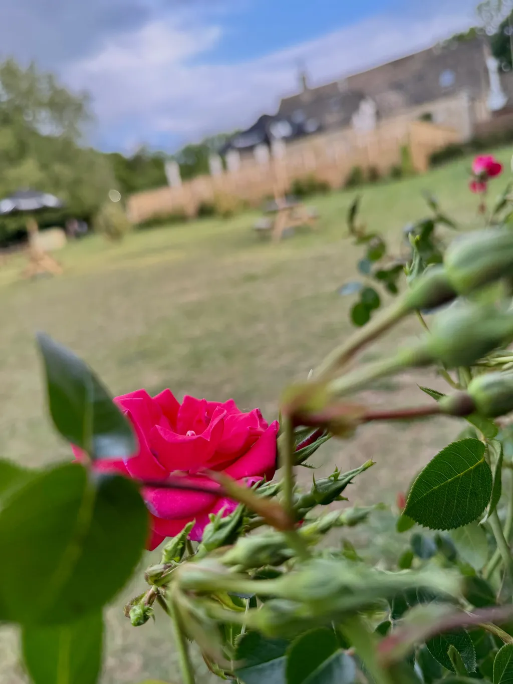 A red rose in close-up with Cotswolds stone pub garden wall in the background.