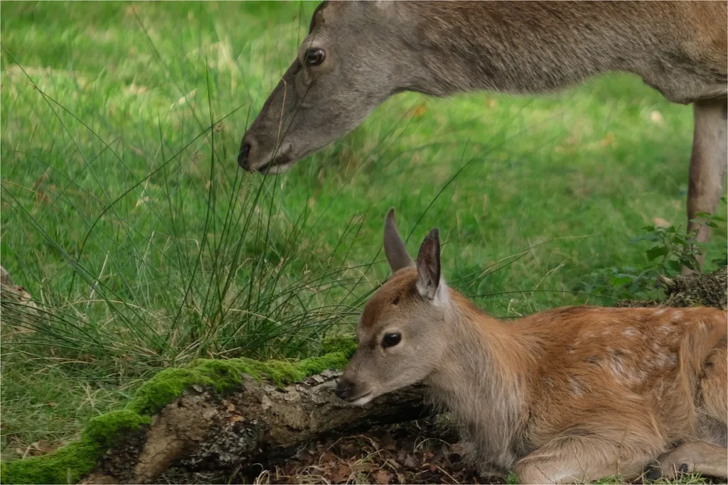 A red deer hind leaning down towards a spotted fawn lying in the grass.