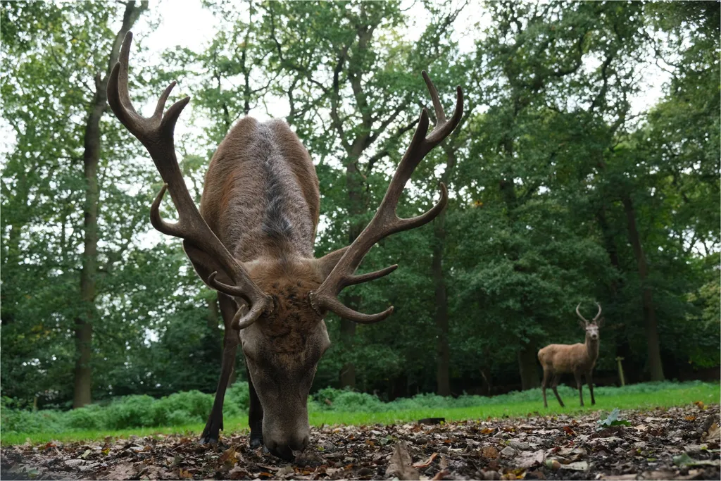 A large red deer stag grazing close to a low camera, a second stag behind in the parkland.