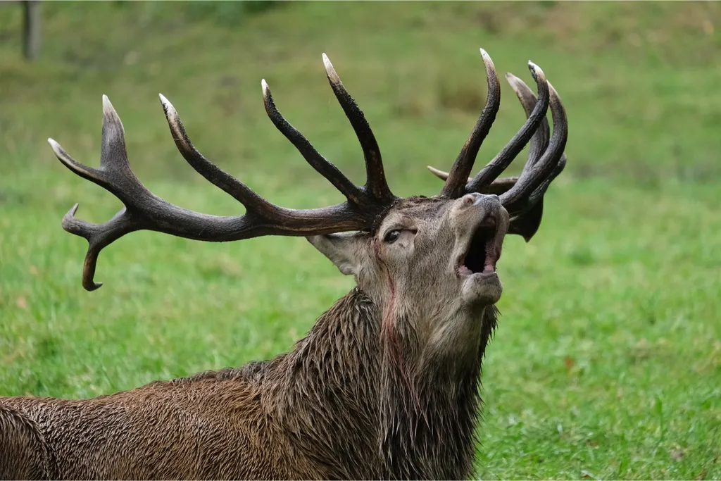 A red deer stag bellowing during the rut, head thrown back and mouth open, full antlers.