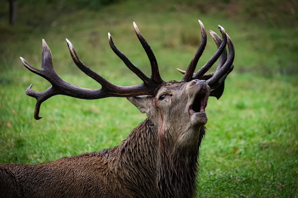 A close portrait of a bellowing red deer stag, breath and effort visible.