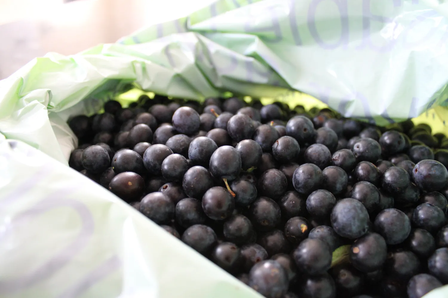 The sloes
