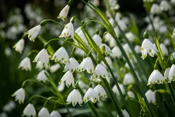 Summer Snowflakes not Snowdrops at Dunham Massey